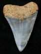 Fossil Great White Shark Tooth - #16613-1